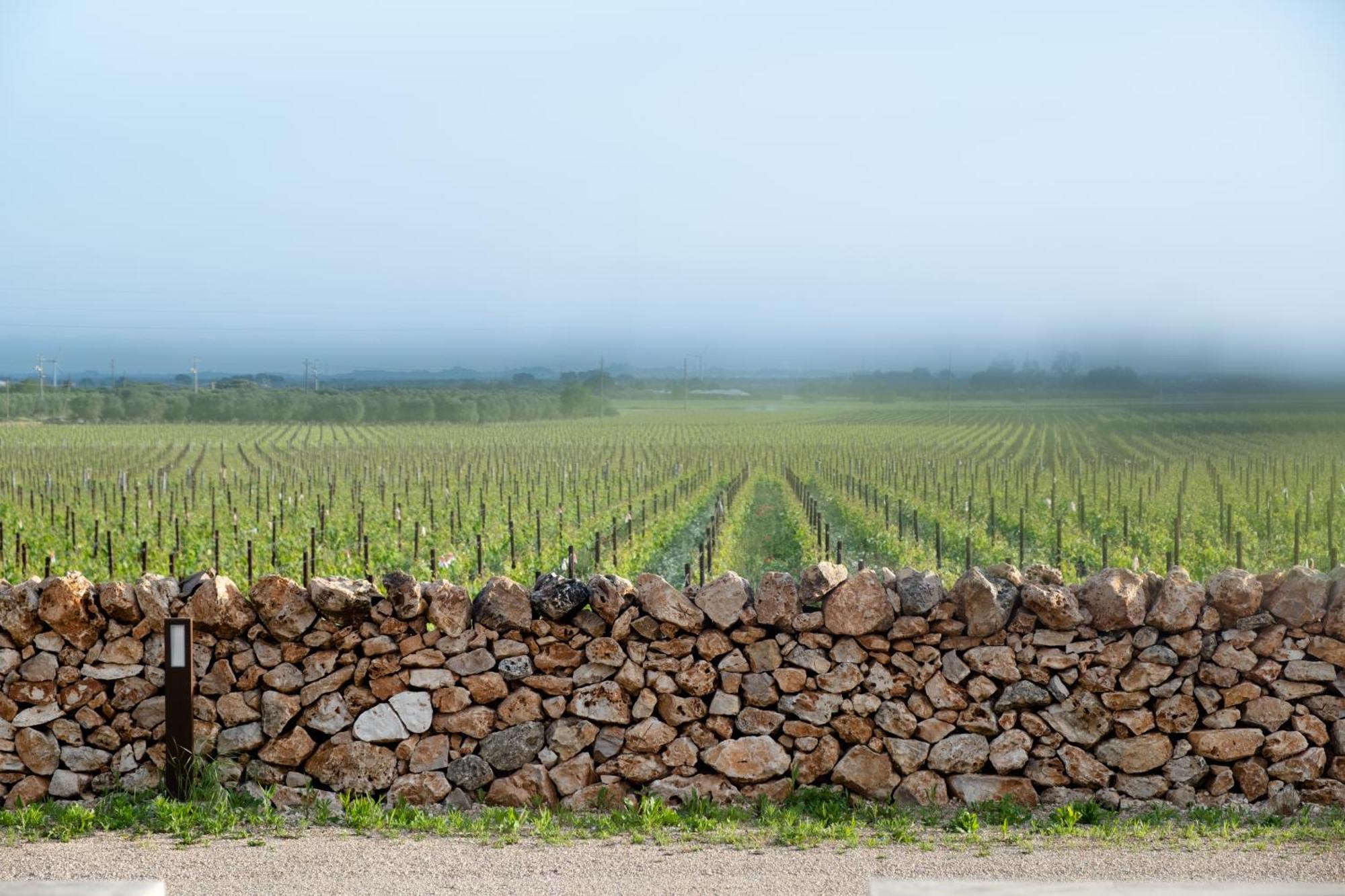 Farm stay Gianfranco Fino Viticoltore *